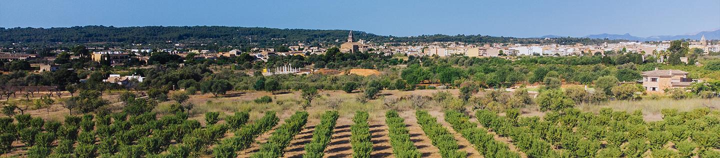 Santa Maria del Camí